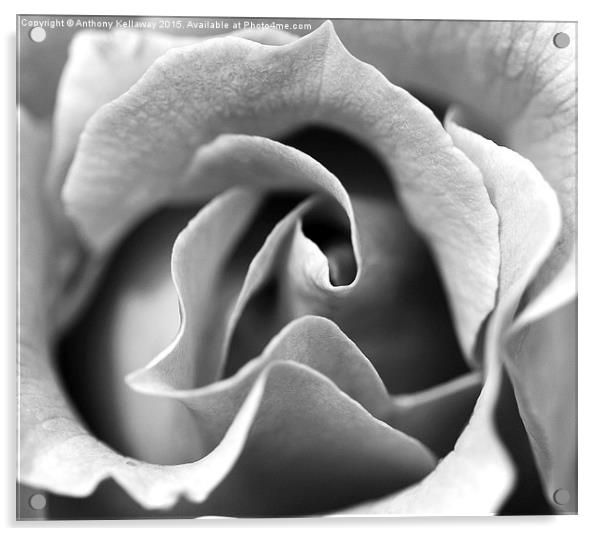  ROSE MACRO BLACK AND WHITE Acrylic by Anthony Kellaway
