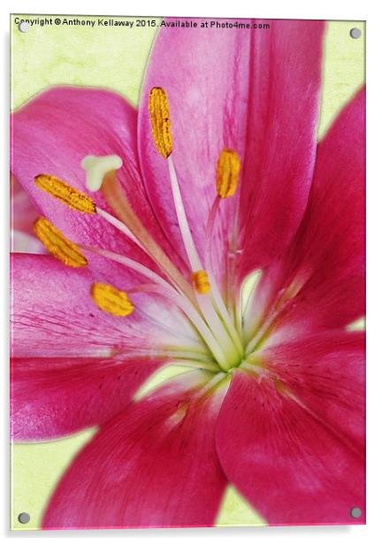 PINK LILY Acrylic by Anthony Kellaway