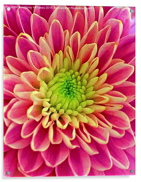  Chrysanthemum Acrylic by Anthony Kellaway