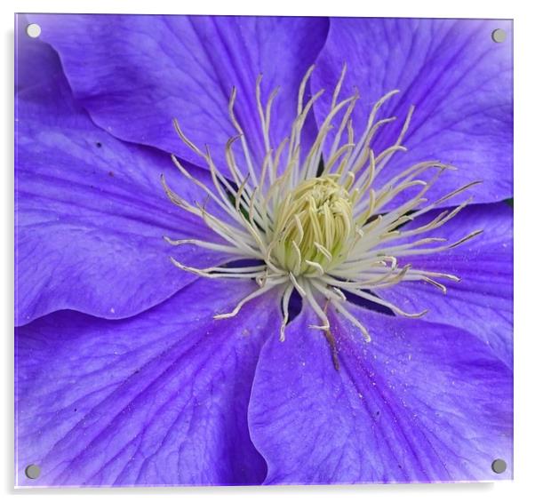               CLEMATIS                 Acrylic by Anthony Kellaway