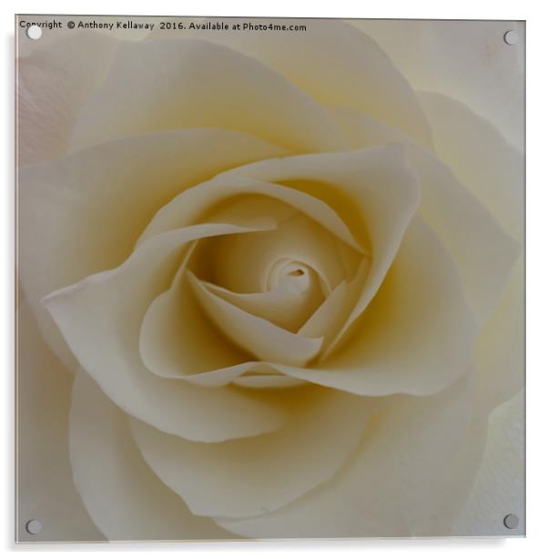    WHITE ROSE                             Acrylic by Anthony Kellaway