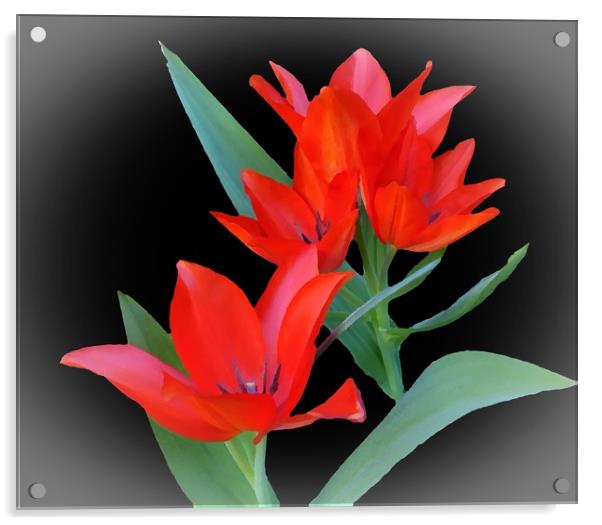     Tulips                            Acrylic by Anthony Kellaway