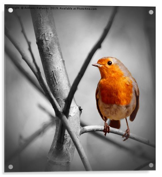 Robin in a tree Acrylic by Anthony Kellaway