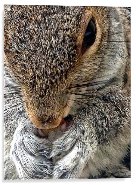 Squirrel Acrylic by Jake Davis