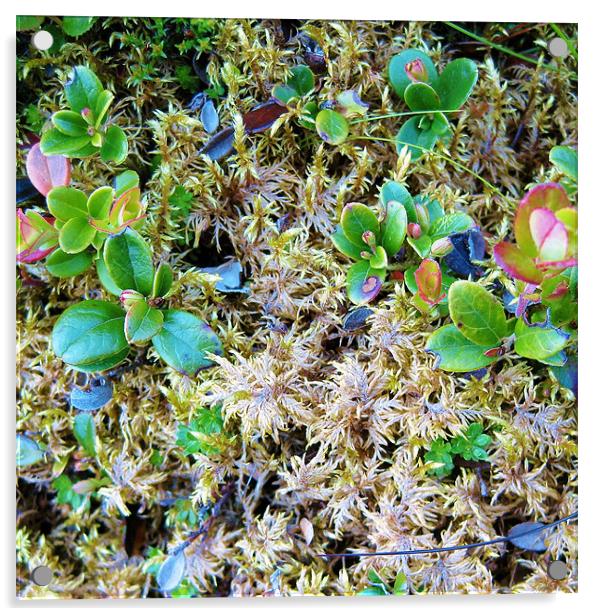 Scottish wildflowers - ground cover Acrylic by Jo Smith