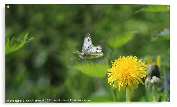 Butterfly in flight Acrylic by Simon Alesbrook