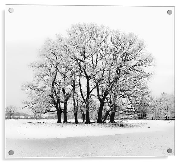 Snow topped tree Acrylic by Simon Alesbrook