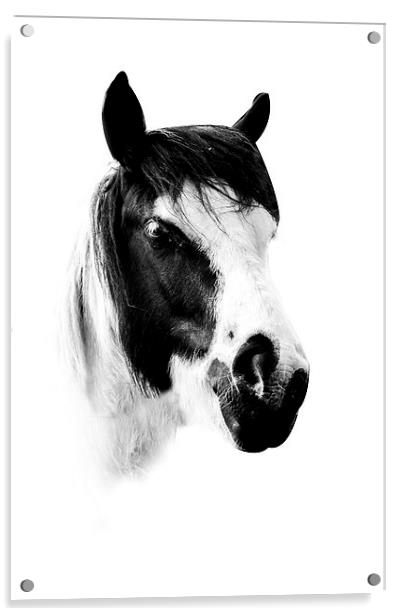 Horse Acrylic by Simon Alesbrook