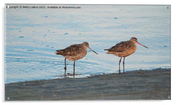 Marbled Godwit Shorebirds wading Acrylic by Betty LaRue