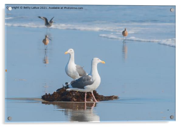 Seagulls standing on beach with kelp Acrylic by Betty LaRue