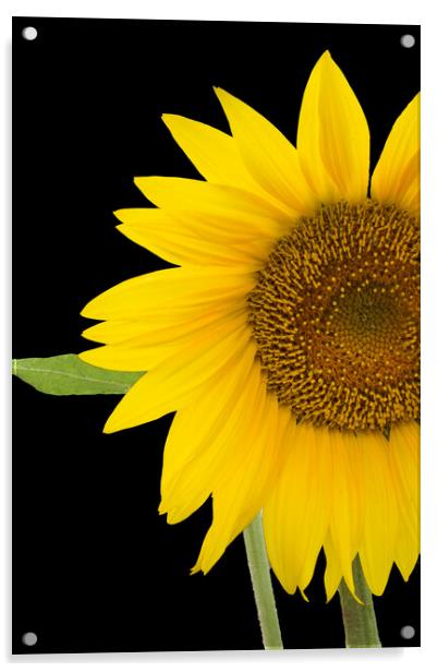 The Sunflower Acrylic by Betty LaRue