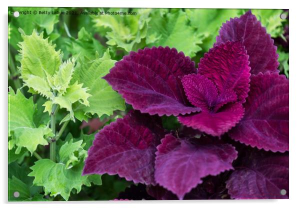 Purple Coleus Acrylic by Betty LaRue