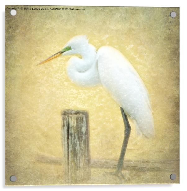 Great Egret Perched Acrylic by Betty LaRue