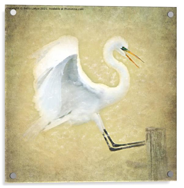 Great Egret Portrait Acrylic by Betty LaRue