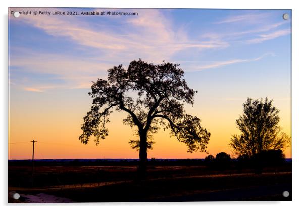 Sunset Tree Silhouette Acrylic by Betty LaRue
