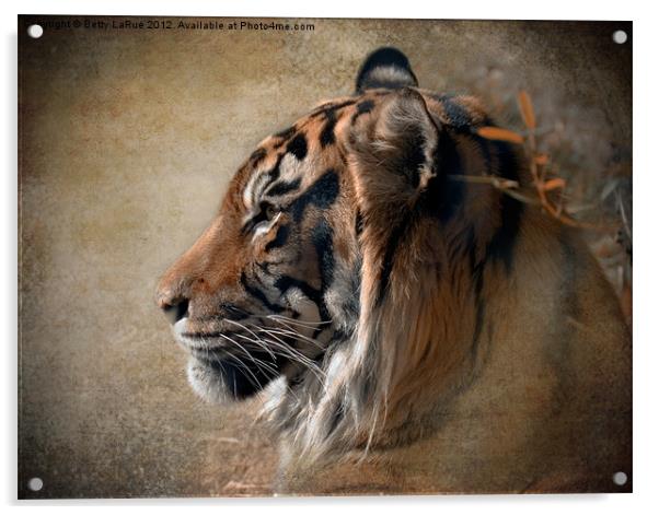 Tiger Portrait Acrylic by Betty LaRue