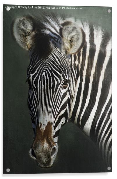 Zebra Acrylic by Betty LaRue
