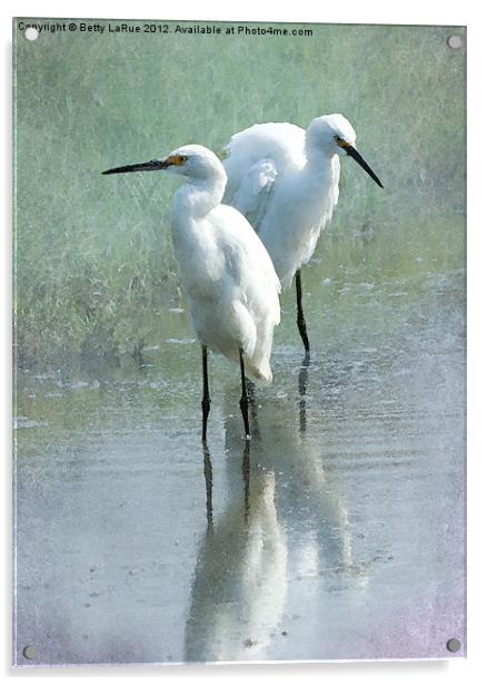 Great Egrets Wading Acrylic by Betty LaRue
