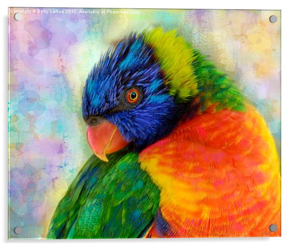Colorful Rainbow Lorikeet Acrylic by Betty LaRue