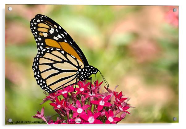 Monarch Butterfly Acrylic by Betty LaRue