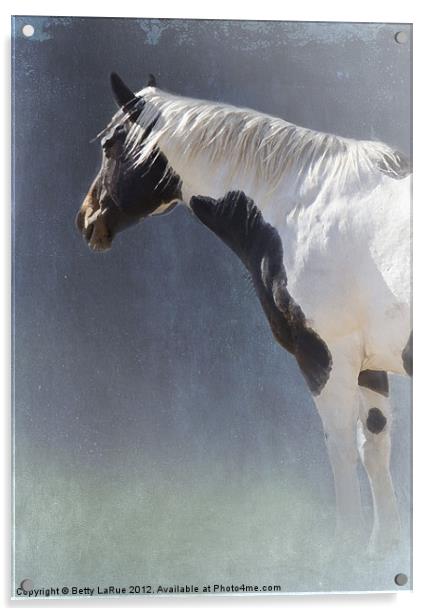 Paint Horse Acrylic by Betty LaRue