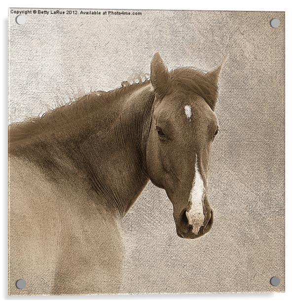 Sepia  Quarter Horse Acrylic by Betty LaRue