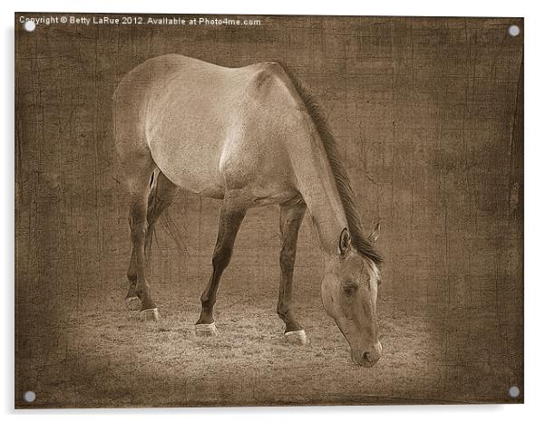 Quarter Horse Grazing in Sepia Acrylic by Betty LaRue
