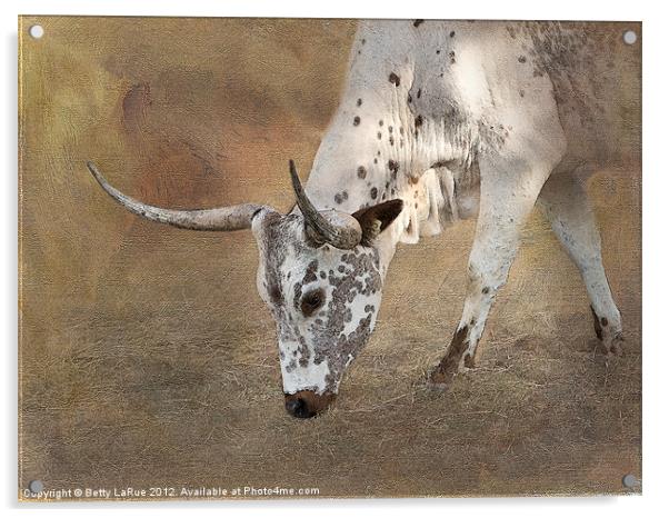 Texas Longhorn Cow Acrylic by Betty LaRue