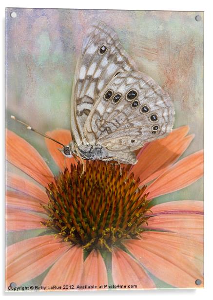 Hackberry Emperor Butterfly Acrylic by Betty LaRue