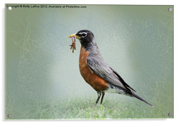 American Robin with Worms Acrylic by Betty LaRue