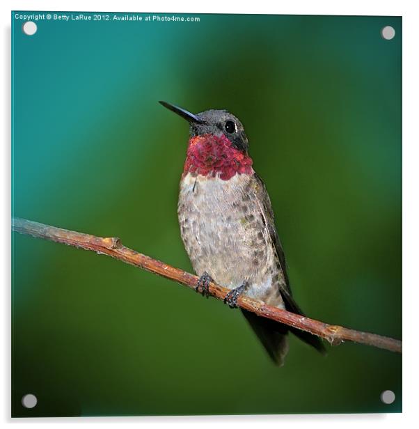 Ruby-throated Hummingbird Acrylic by Betty LaRue