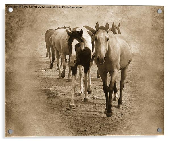 American Quarter Horse Herd in Sepia Acrylic by Betty LaRue