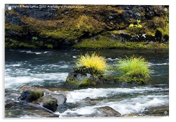 Misery Creek Acrylic by Betty LaRue