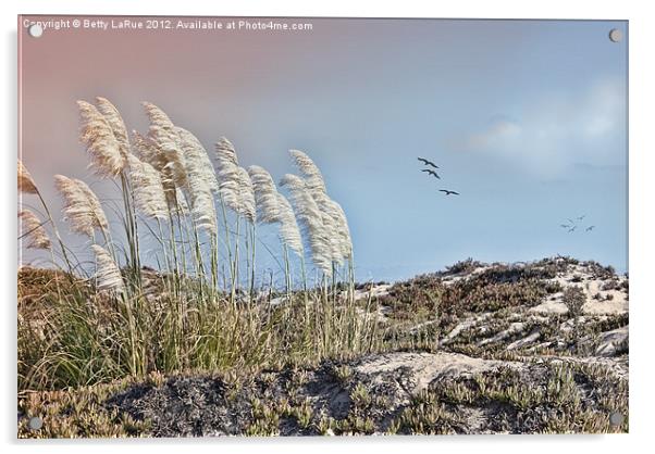 Pampas Grass on Coronado Island Acrylic by Betty LaRue