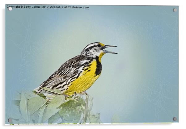 Western Meadowlark Acrylic by Betty LaRue