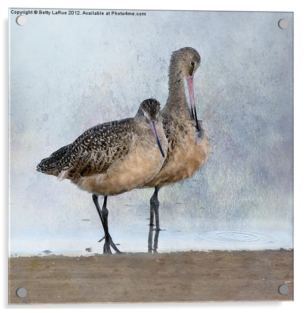 Marbled Godwit Pair Acrylic by Betty LaRue