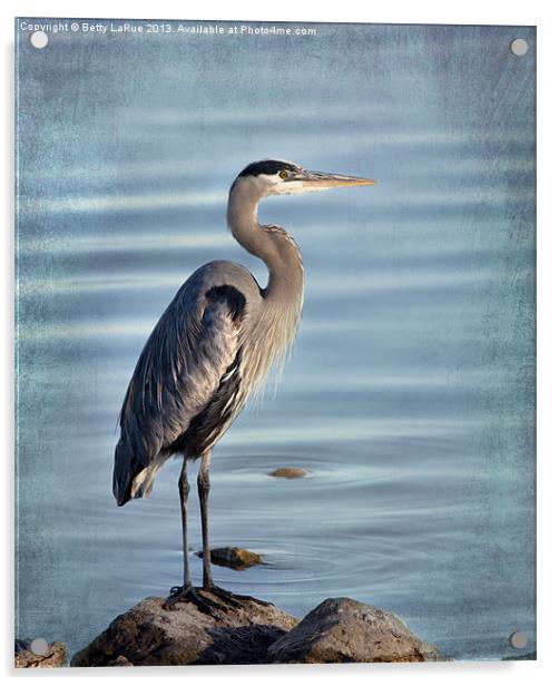 Stately-Great Blue Heron Acrylic by Betty LaRue