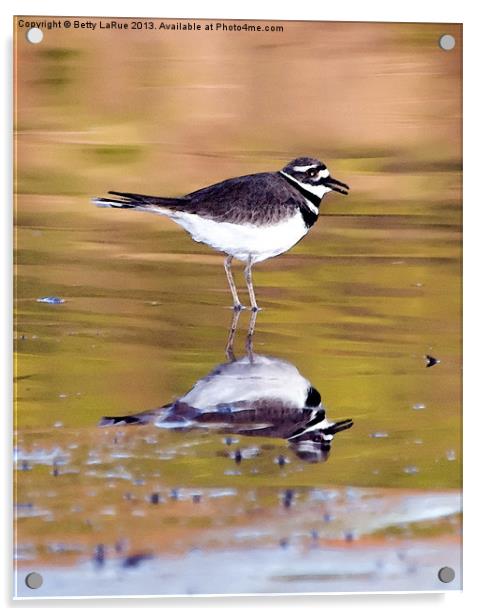 Kildeer Reflection Acrylic by Betty LaRue