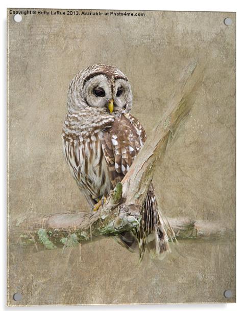 Barred Owl Portrait Acrylic by Betty LaRue