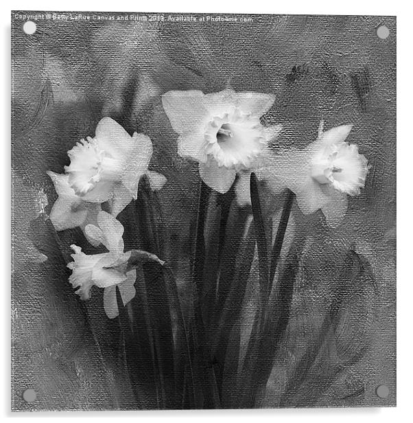 Daffodils in Black and White Acrylic by Betty LaRue