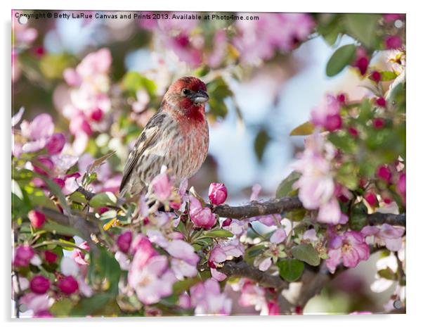 House Finch in Spring Acrylic by Betty LaRue