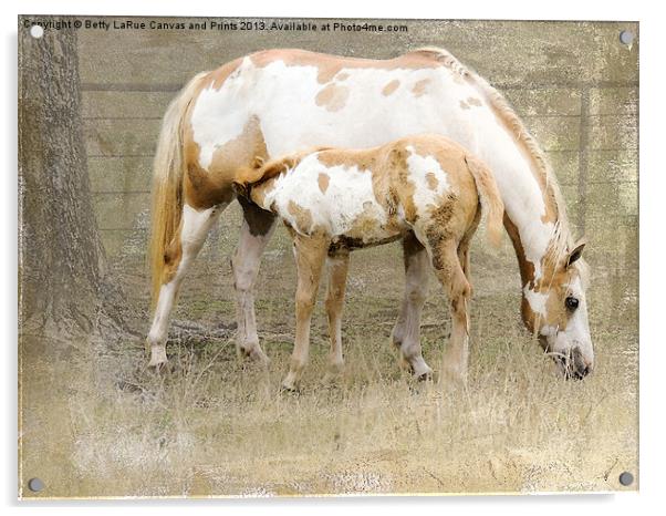 Pinto Mare and Filly Acrylic by Betty LaRue