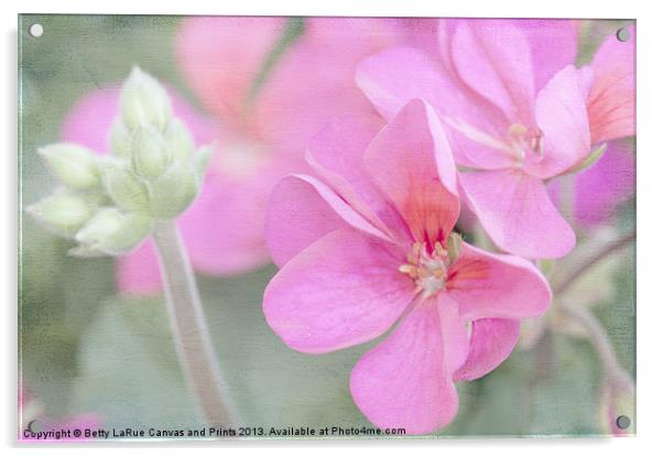 Pink Geraniums Acrylic by Betty LaRue