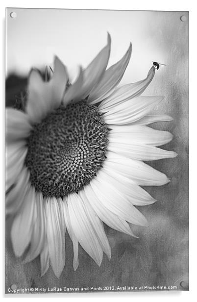 Sunflower in Black and White Acrylic by Betty LaRue