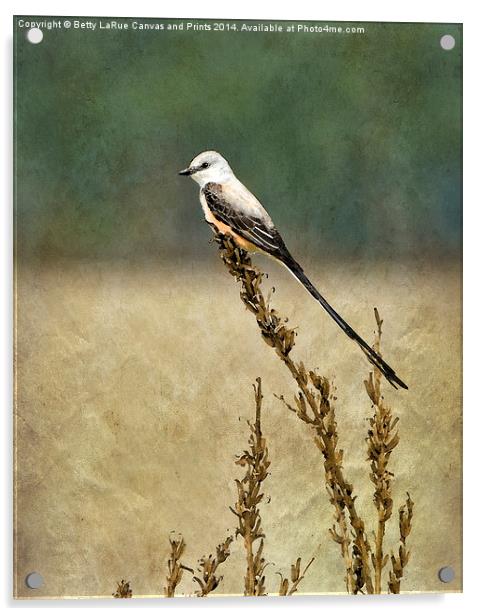 Scissor-tailed Flycatcher Acrylic by Betty LaRue