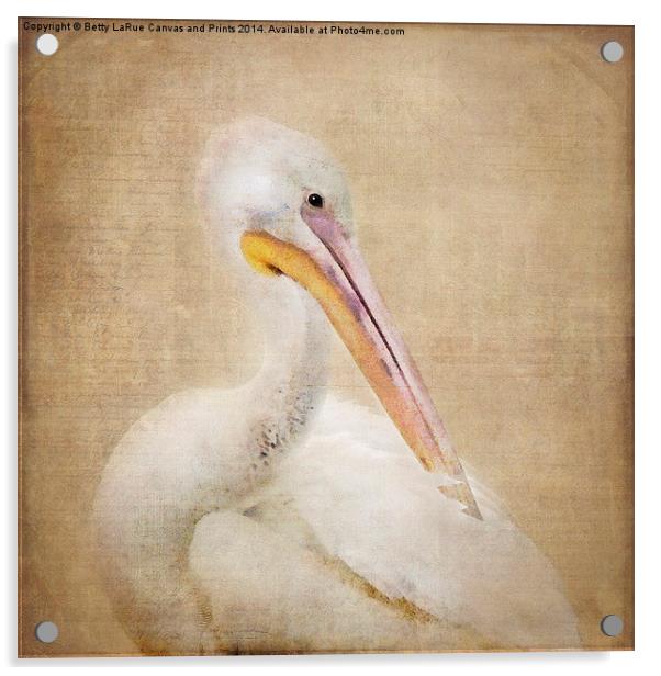 Pelican Preening Acrylic by Betty LaRue