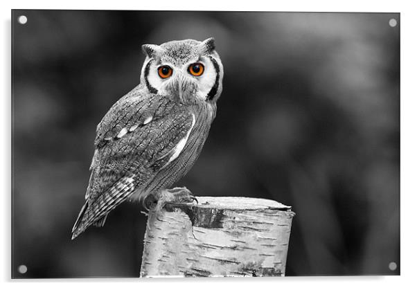 Southern White-Faced Owl Acrylic by Adam Withers