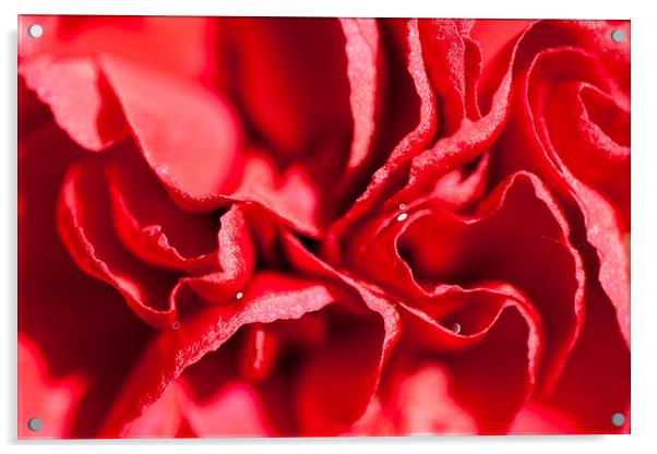 Red Carnation Flower Acrylic by Adam Withers