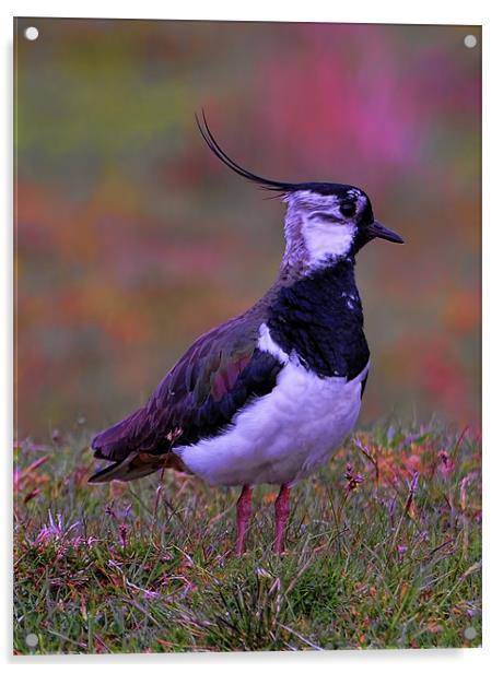 Lapwing Acrylic by Alex Hardie