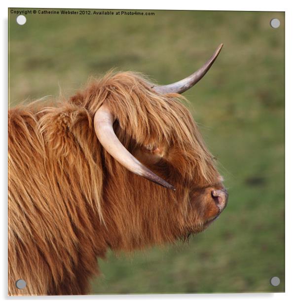 Highland Cow Acrylic by Catherine Webster